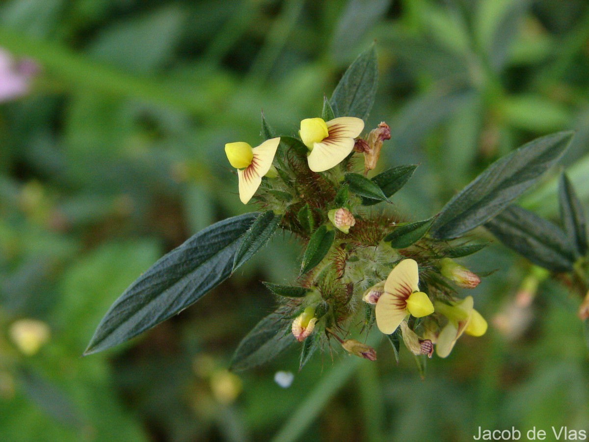 Stylosanthes fruticosa (Retz.) Alston